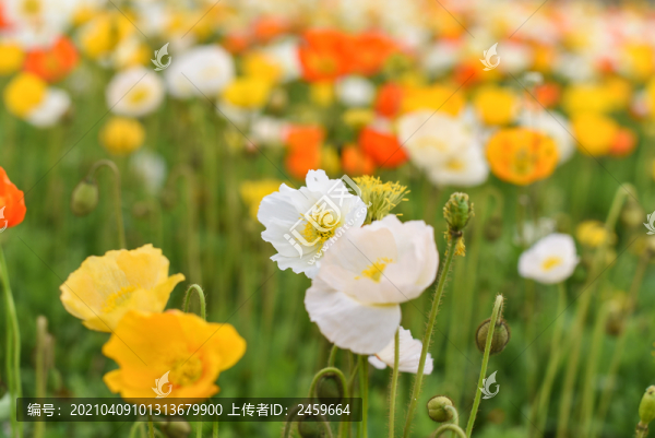 冰島虞美人花海
