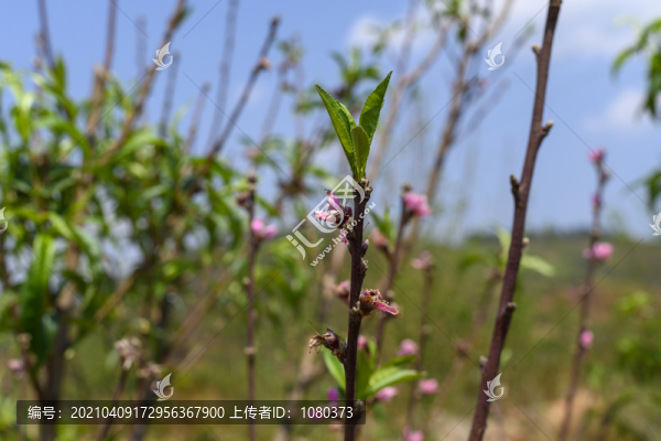 開花的桃枝