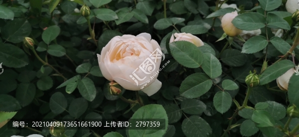 月季玫瑰花花卉植物