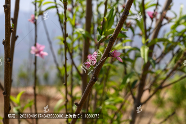 桃花開了