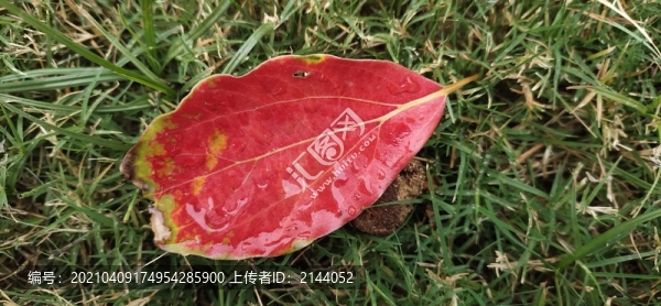 紅葉