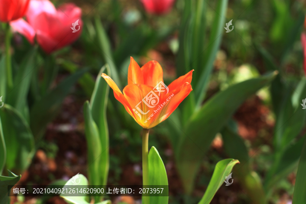 盛開的郁金香