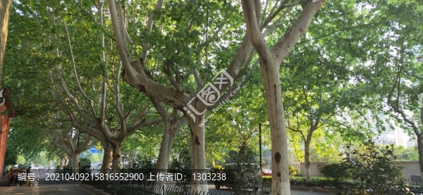 南京梧桐樹