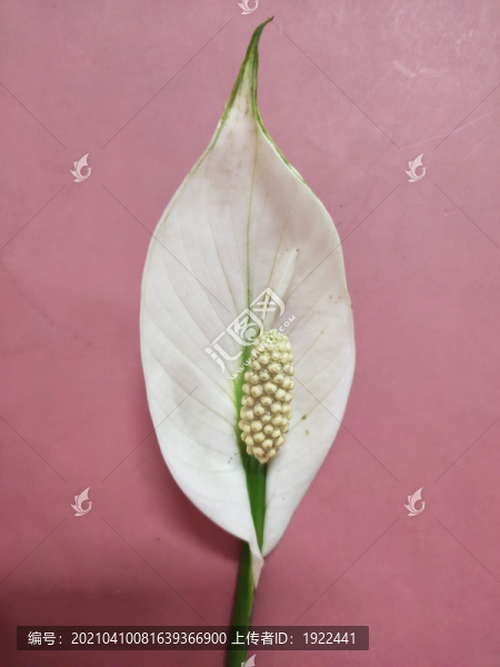 白掌花特寫