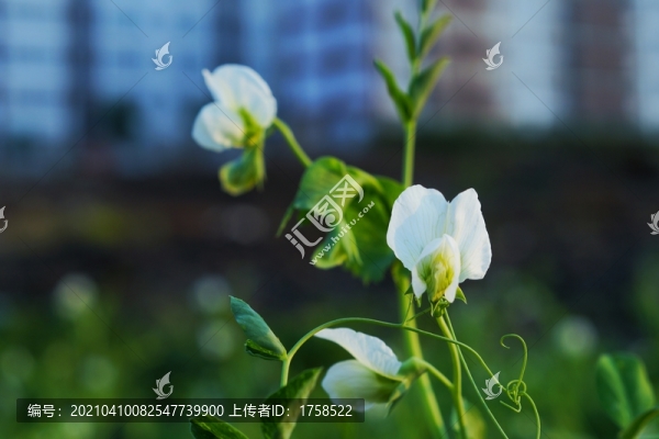 豌豆花