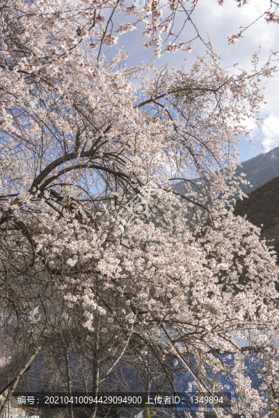 林芝桃花