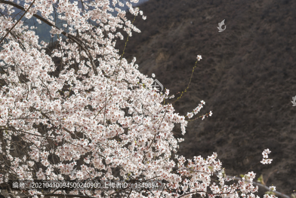 林芝桃花