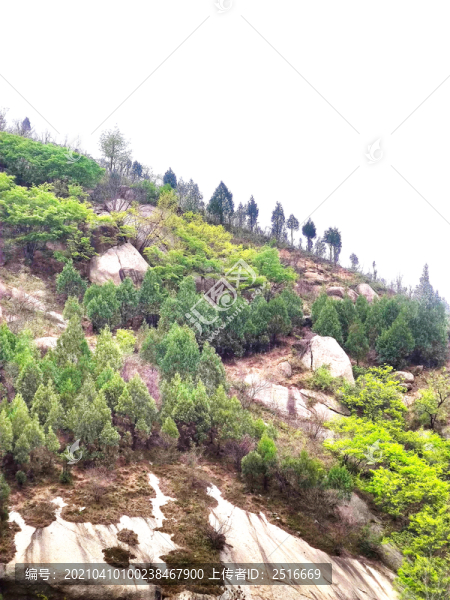 森林山坡