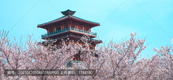 櫻花