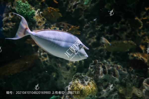 觀賞魚(yú)