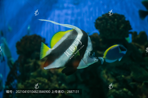 神仙魚燕魚