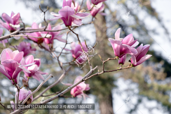 玉蘭花