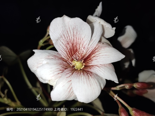 桐花開