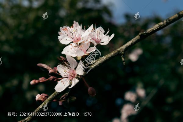 桃花