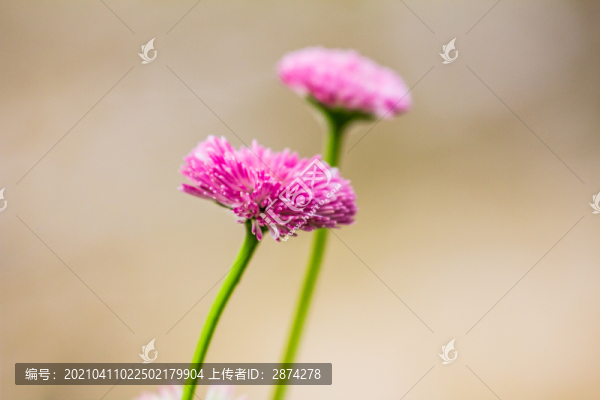 大花蔥