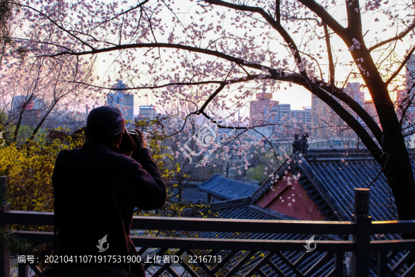 春色滿園