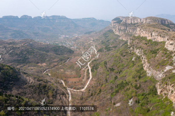 濟南南部山區(qū)楊家寨連翹花開18