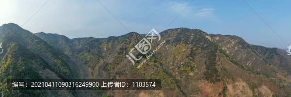 濟(jì)南南部山區(qū)梯子山連翹花開(kāi)06