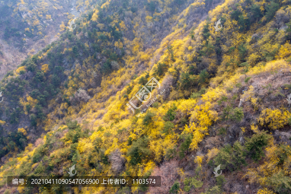 濟南南部山區(qū)梯子山連翹花開24