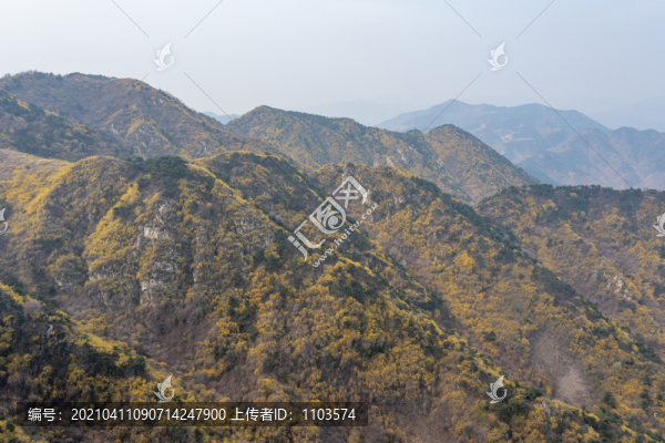 濟(jì)南南部山區(qū)梯子山連翹花開(kāi)33