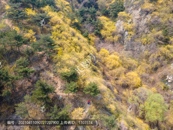 濟(jì)南南部山區(qū)梯子山連翹花開(kāi)66