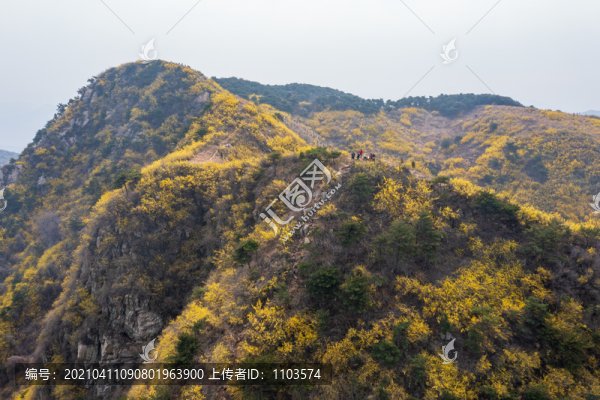 濟(jì)南南部山區(qū)梯子山連翹花開(kāi)39