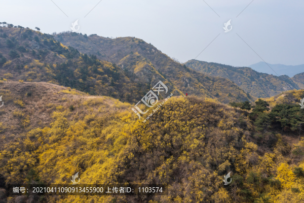 濟南南部山區(qū)梯子山連翹花開48