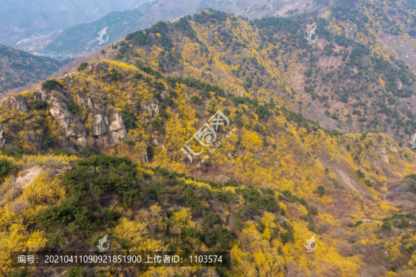 濟(jì)南南部山區(qū)梯子山連翹花開(kāi)49