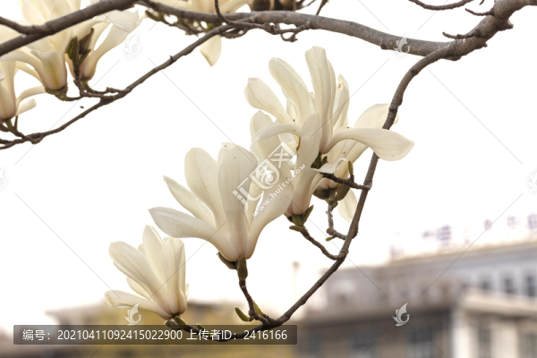 玉蘭花