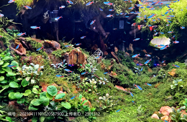水族箱熱帶魚