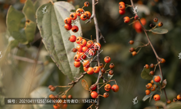 火棘紅果