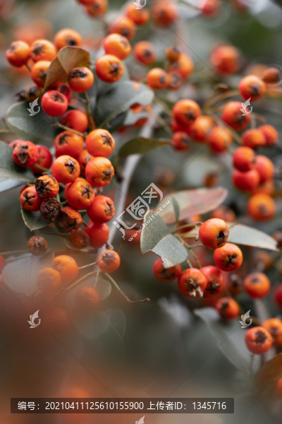 火棘紅果