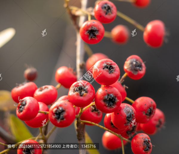 火棘紅果