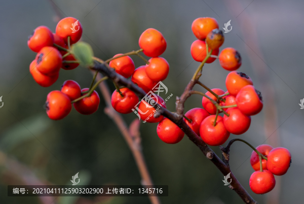 火棘紅果