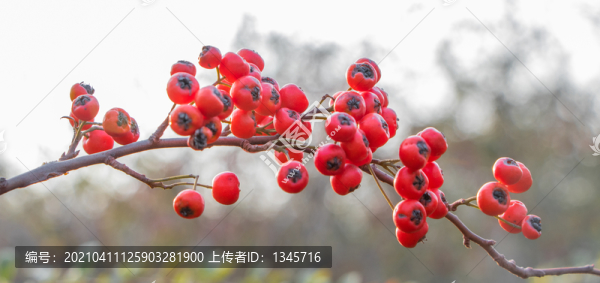 火棘紅果