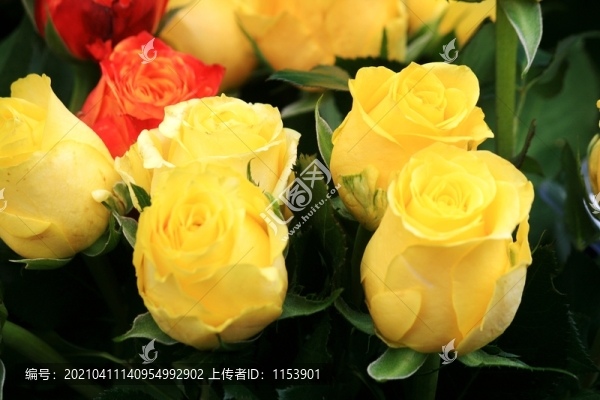 玫瑰花