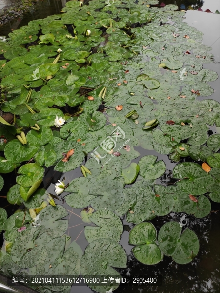 水花