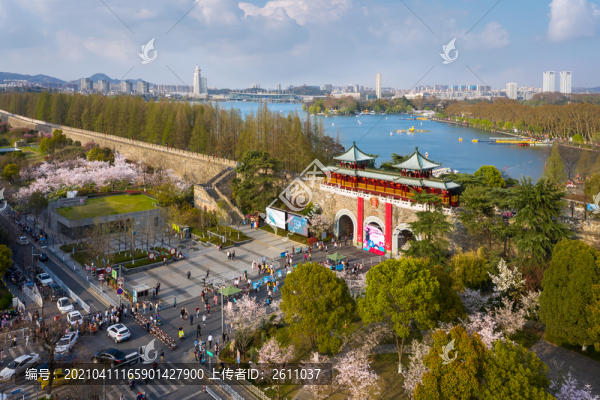櫻花盛開在玄武湖畔