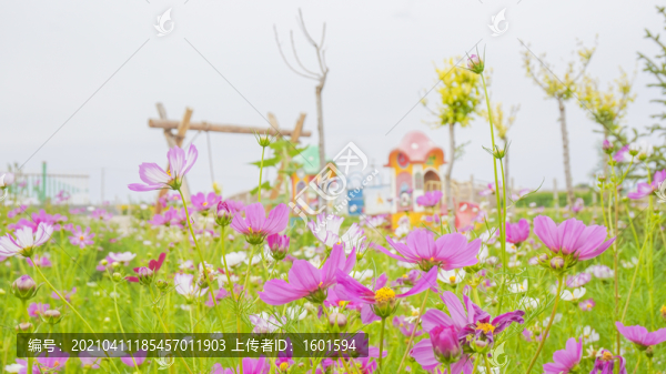 波斯菊