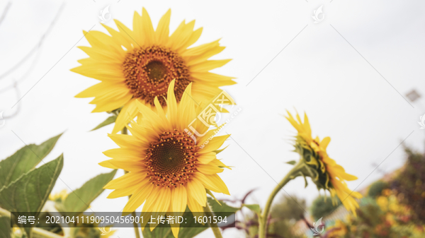 向日葵