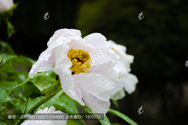 白牡丹