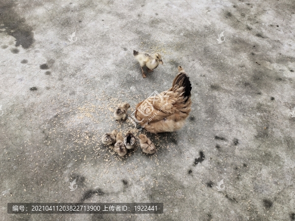 母雞與小雞在吃食