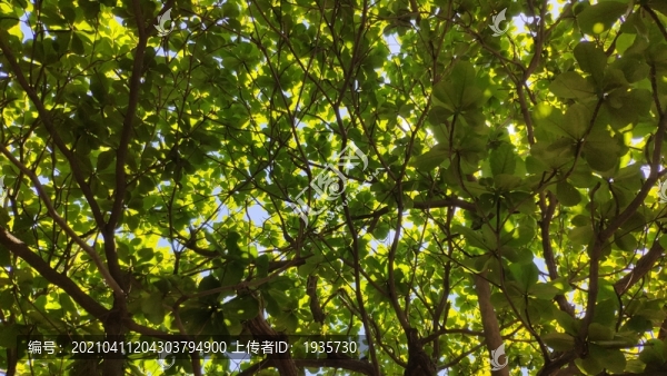 欖仁樹-匯圖網(wǎng) www.fosd68.com 欖仁樹