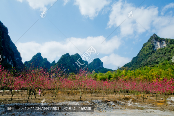桃花