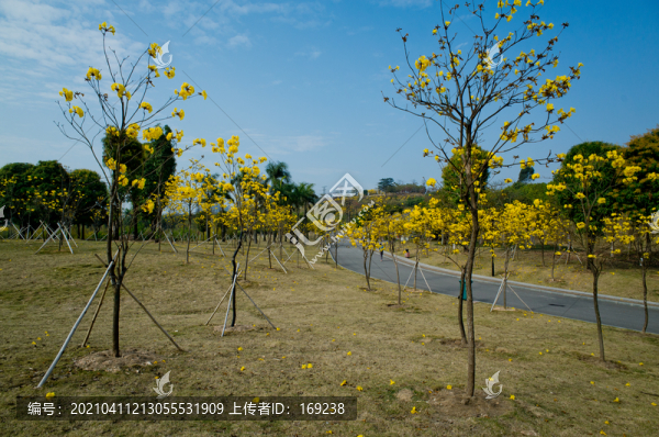 黃花風鈴木