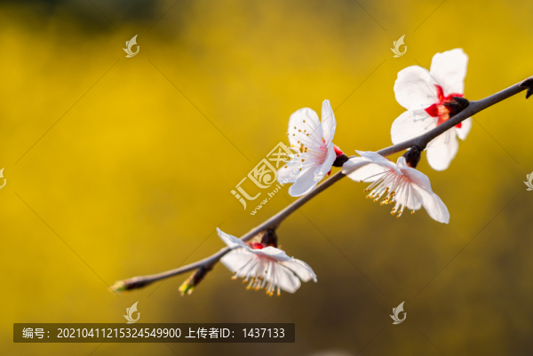 春天桃花