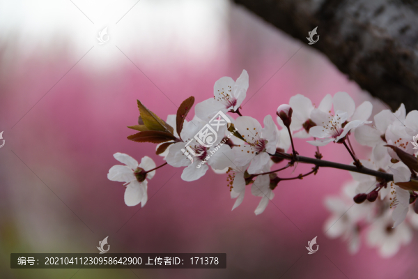 櫻花
