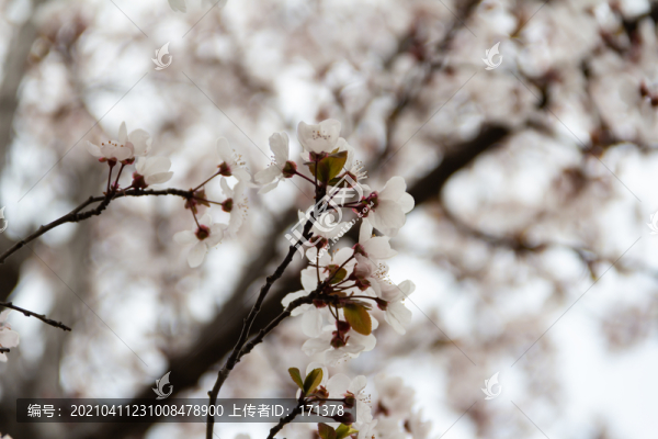 櫻花