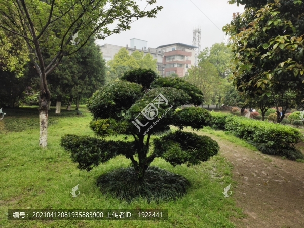 公園綠植