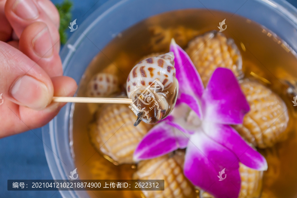 挑起一只醉花螺